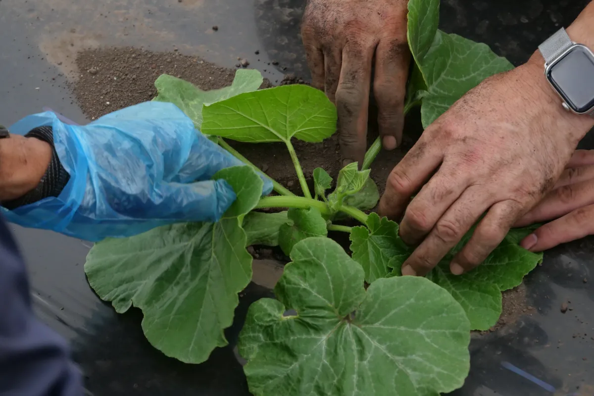 かぼちゃの苗の葉や茎に触れて確かめる複数の手