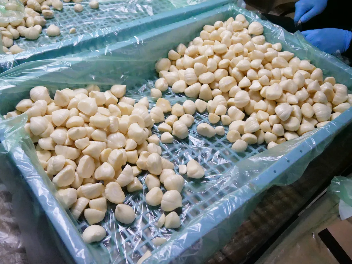 シートを敷いた青いかごに並ぶ、すばるで作っているにんにく