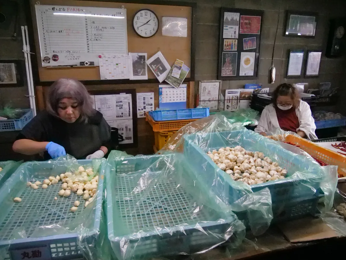 にんにくのかごを並べた作業台で農産物を加工する2人