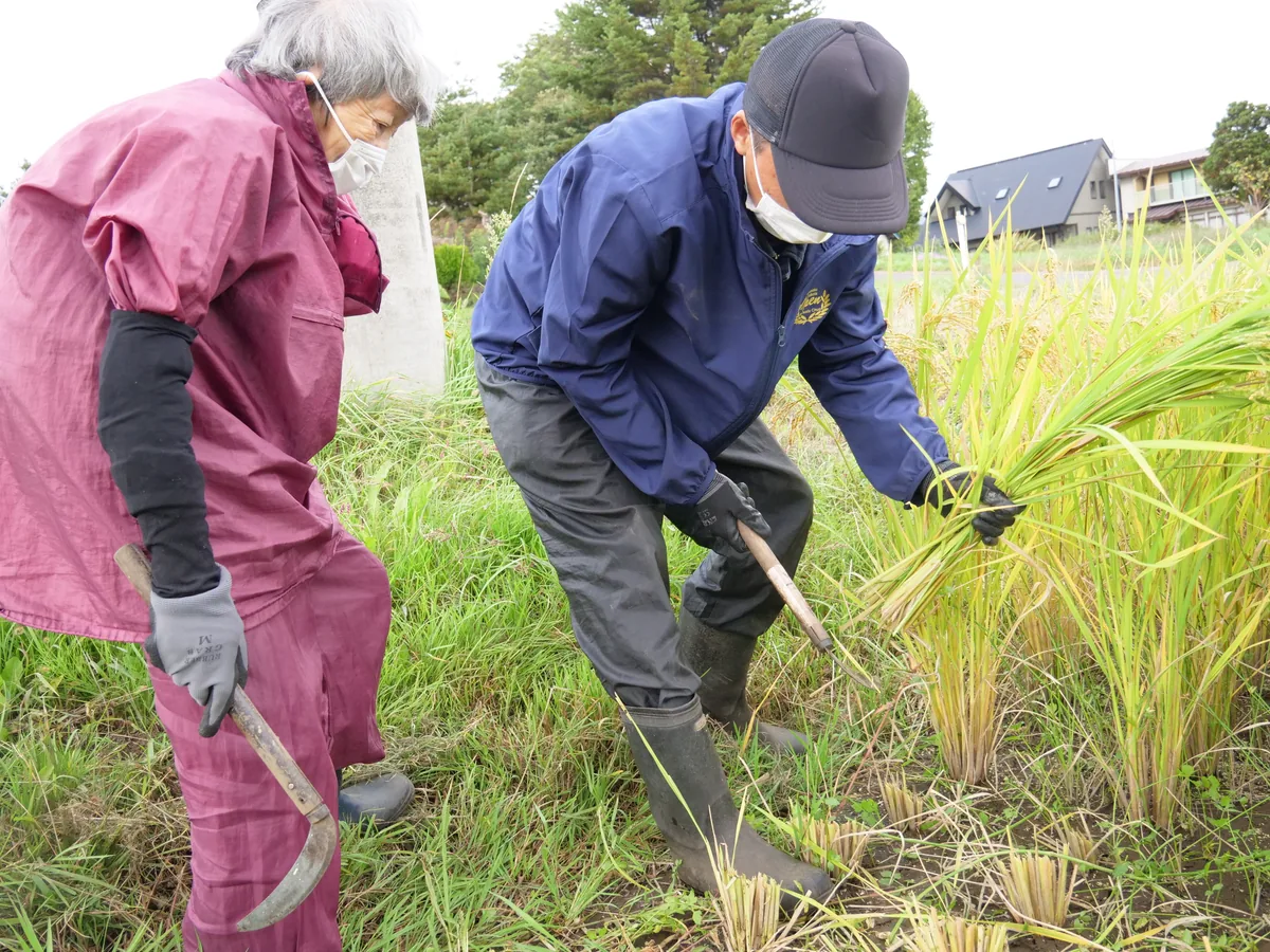 刈った稲束と鎌を持つ人、その隣で稲束を見る人