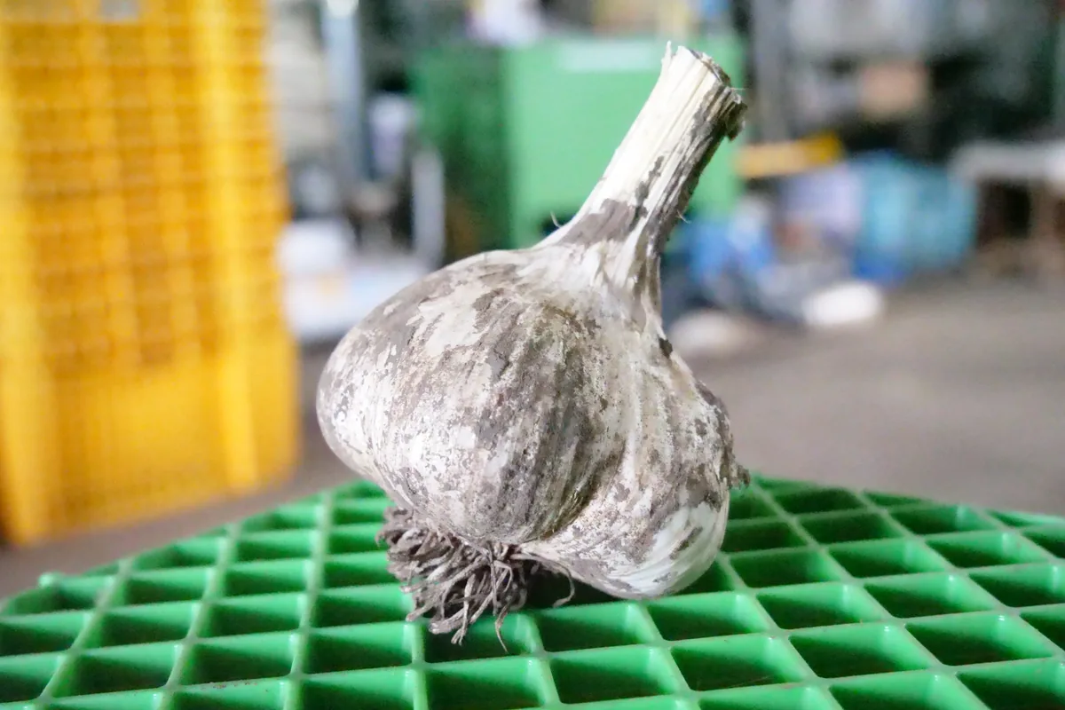 緑色のかごに置いた、根と土の残るにんにく