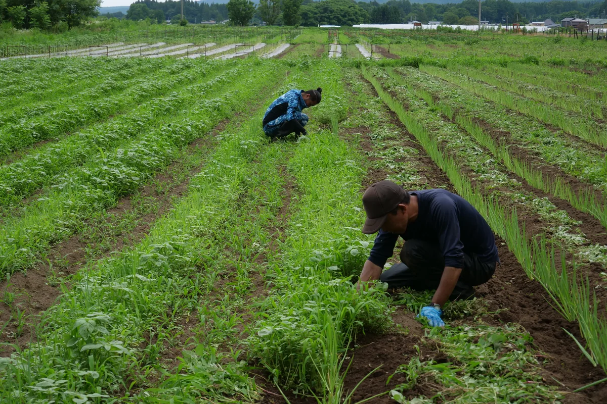 ネギの畝の間にしゃがみ、草を取る二人