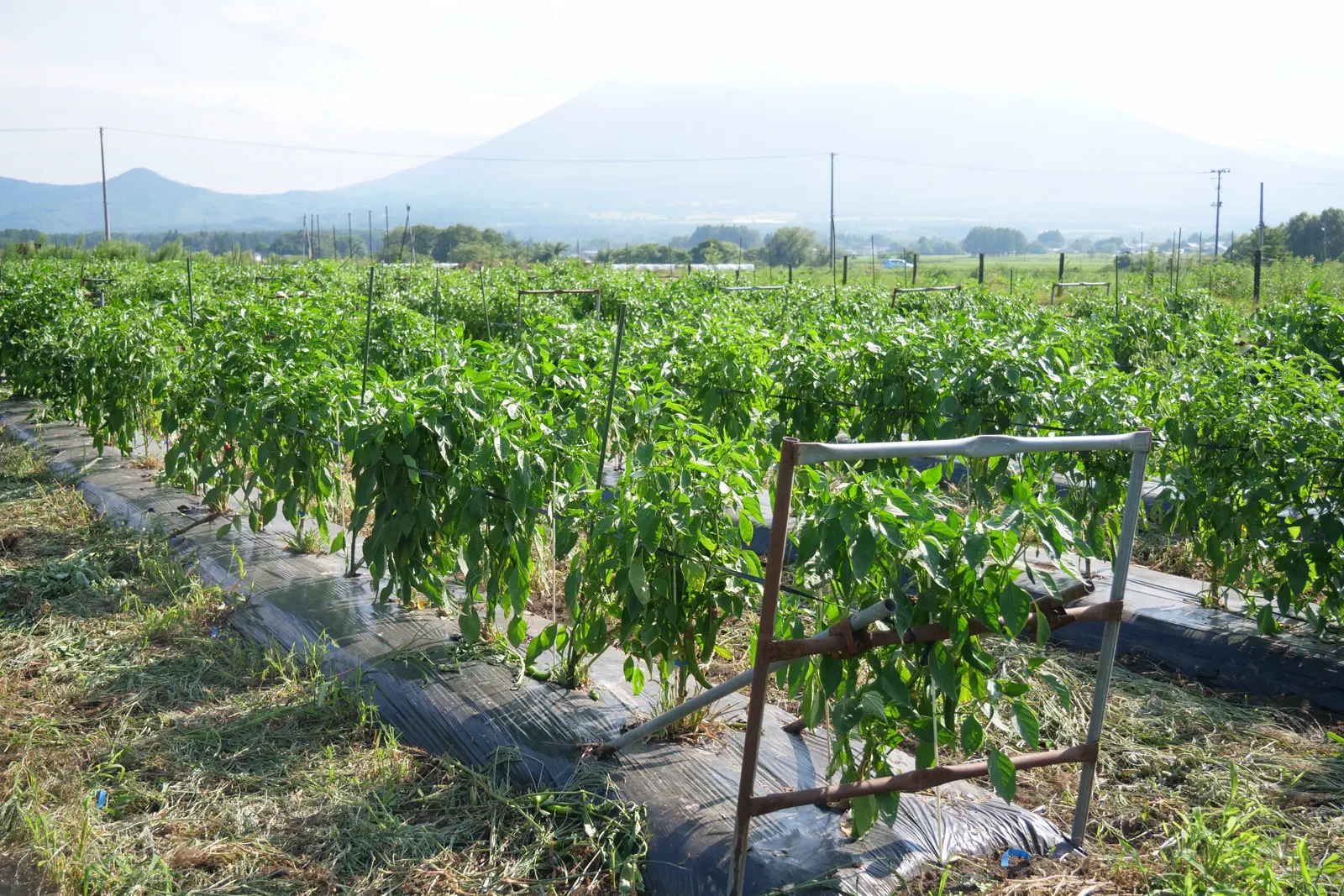 山を背景に唐辛子の畝が広がる圃場